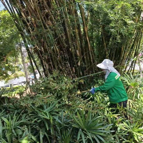 海口人民公园管理处持续做好基孔肯雅热蚊媒防控消杀工作日报（8月11日）