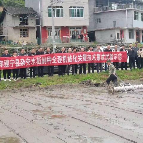 建宁县开展杂交水稻制种母本穴直播技术试验示范