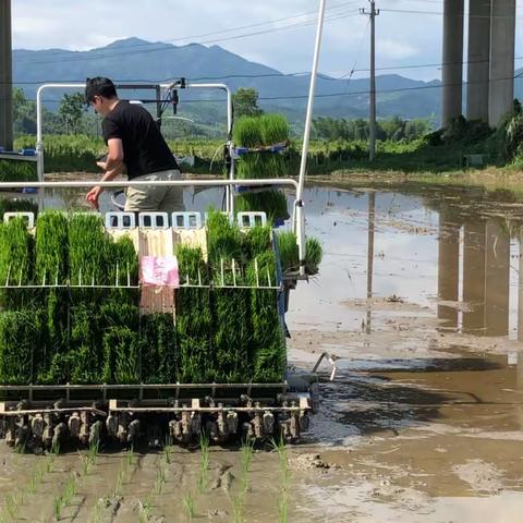 建宁县开展烟后制种父母本同步机插试验示范