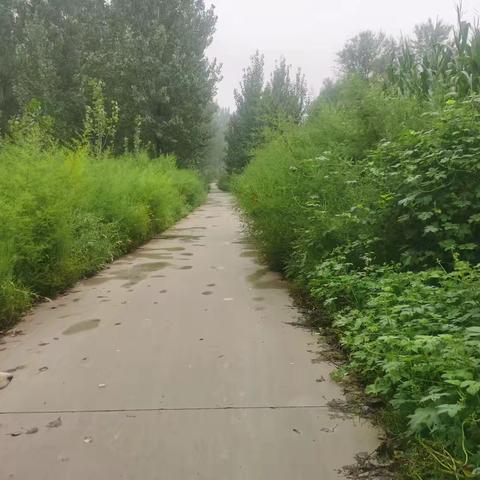 乡村道路杂草清理：守护村民安全出行路