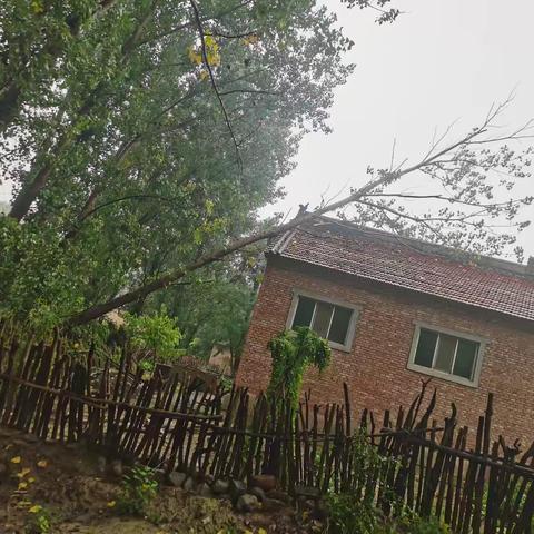 大风天气树木倒伏压房事件