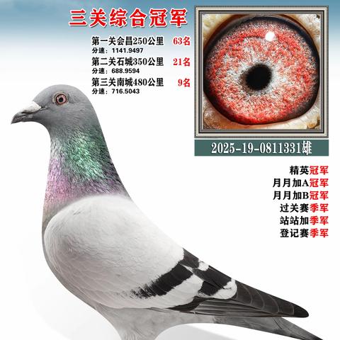 汕尾市陆河赛鸽俱乐部2025年秋季获奖鸽