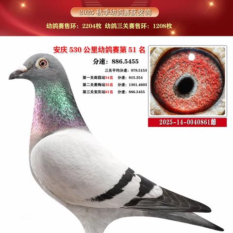 赣州市章贡区信鸽协会2025年秋季幼鸽赛获奖鸽51-55名