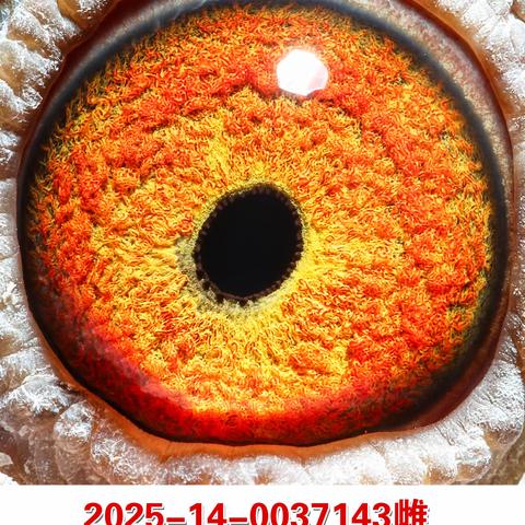 江西铭翔赛鸽俱乐部、赣州市信鸽协会幼鸽赛2025年秋季获奖鸽36羽