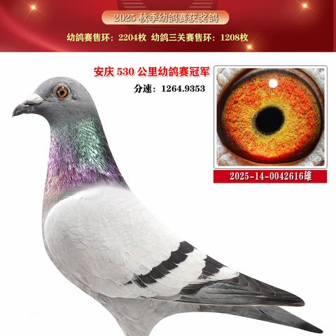 赣州市章贡区信鸽协会2025年秋季幼鸽赛获奖鸽1-50名