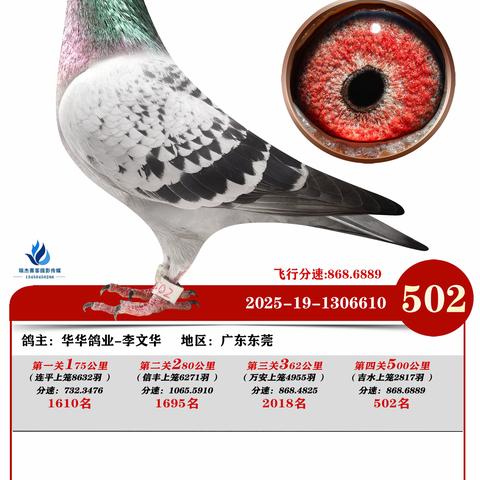 广州浩羽（黄埔）公棚第十一届2025年秋季决赛502~601名