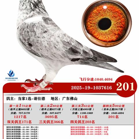 广州浩羽（黄埔）公棚第十一届2025年秋季决赛201~300名