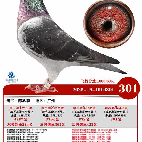 广州浩羽（黄埔）公棚第十一届2025年秋季决赛301~400名