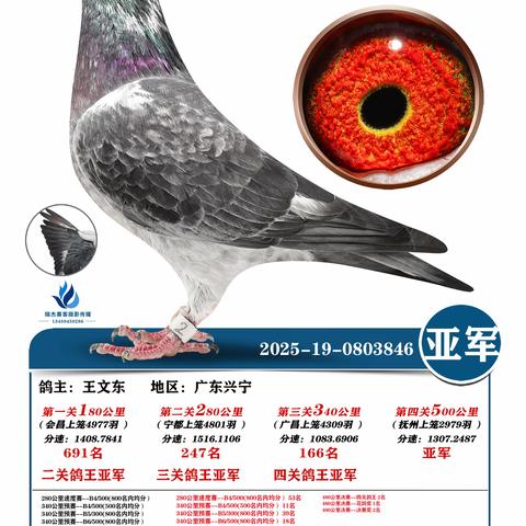 广东五华皓天赛鸽中心决赛冠军~100名（2025年秋季奖鸽）