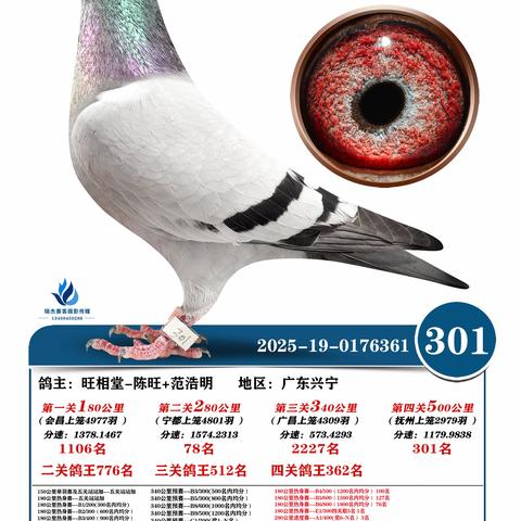 广东五华皓天赛鸽中心决赛301~400名（2025年秋季奖鸽）