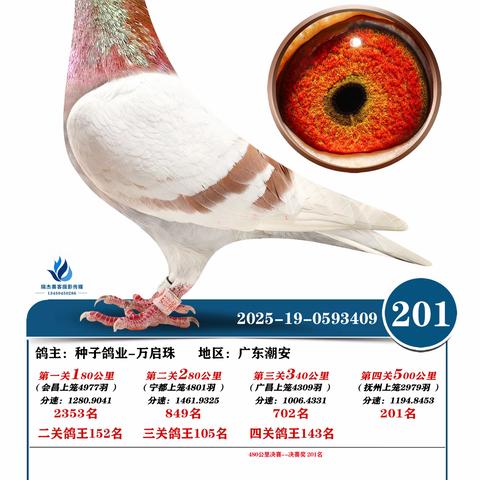 广东五华皓天赛鸽中心决赛201~300名（2025年秋季奖鸽）