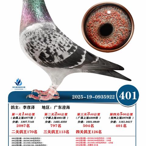 广东五华皓天赛鸽中心决赛401~500名（2025年秋季奖鸽）