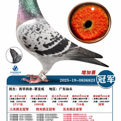 广东五华皓天赛鸽中心增加赛冠军~50名（2025年秋季奖鸽）