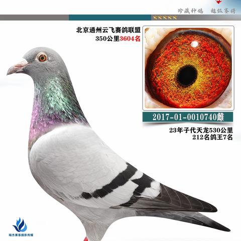 广州潮广鸽舍姚泓拍卖鸽3（30羽）