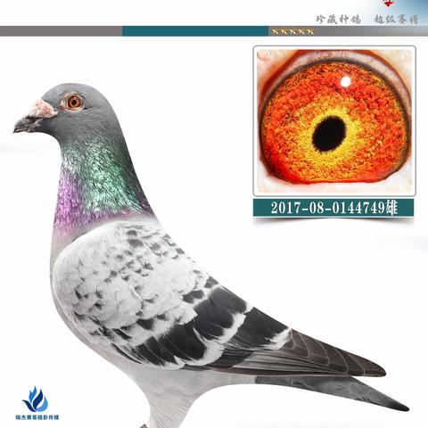 广州潮广鸽舍姚泓拍卖鸽2（100羽）