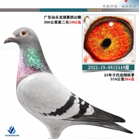 广州潮广鸽舍姚泓拍卖鸽1（100羽）