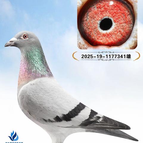 鹏翔鸽舍种鸽85羽