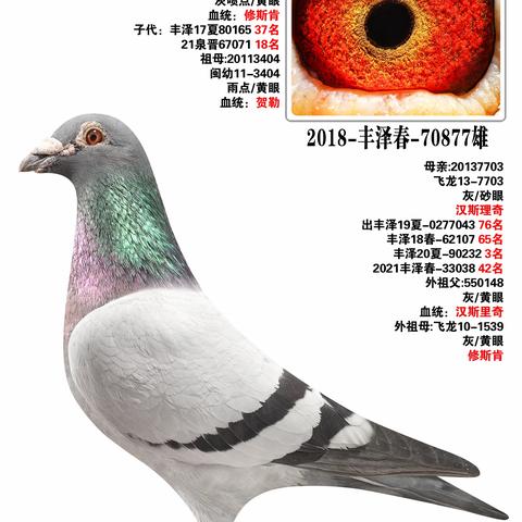 洪梅鸽业清舍拍卖会51~100羽