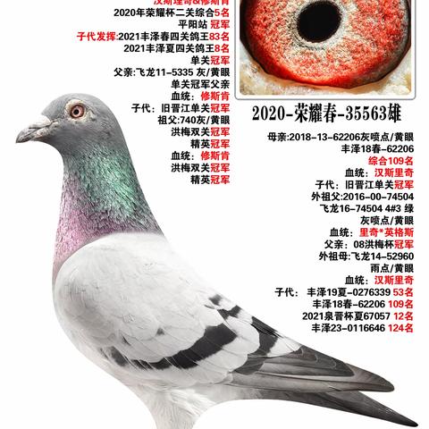 福建洪梅鸽业清舍拍卖101~200羽