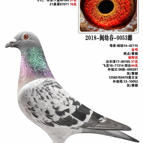 福建洪梅鸽业清舍拍卖301~336羽