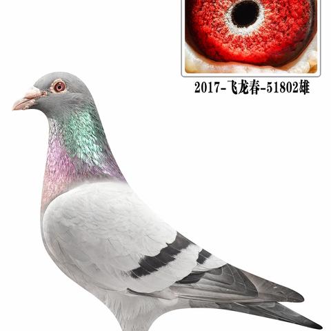 福建洪梅鸽业清舍拍卖001~100羽