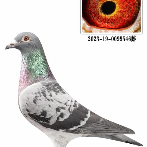 福建洪梅鸽业清舍拍卖201~300羽
