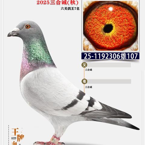 永巢鸽舍第二次种鸽拍照73羽2026年