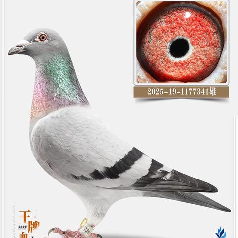 鹏翔鸽舍种鸽85羽