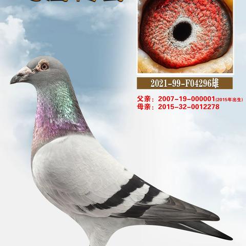 飞鹰传奇种鸽照片79羽