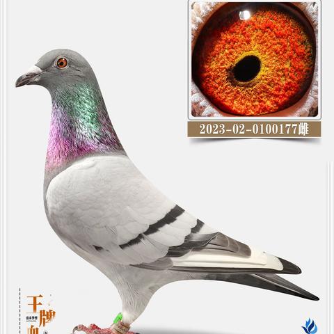 种鸽34羽