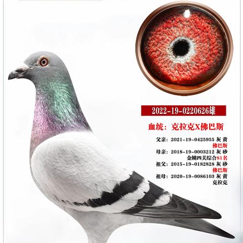 羽林军46羽种鸽