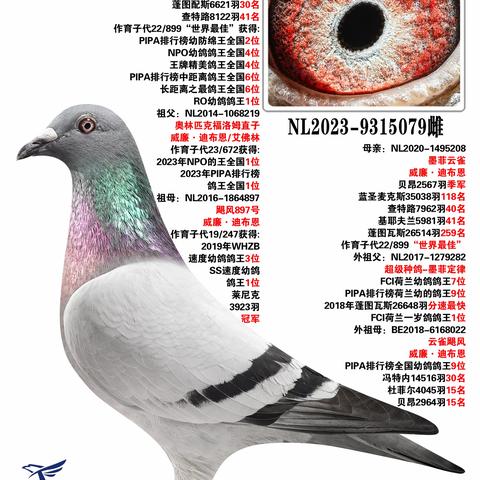 堂丰鸽业第一天91羽