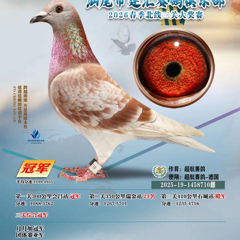 汕尾市建汇赛鸽俱乐部2026年春季获奖鸽40羽