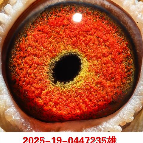 惠州市惠阳赛鸽俱乐部2026年春季获奖鸽20羽