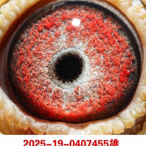 深圳蓝博赛鸽俱乐部2026年春季获奖鸽49羽