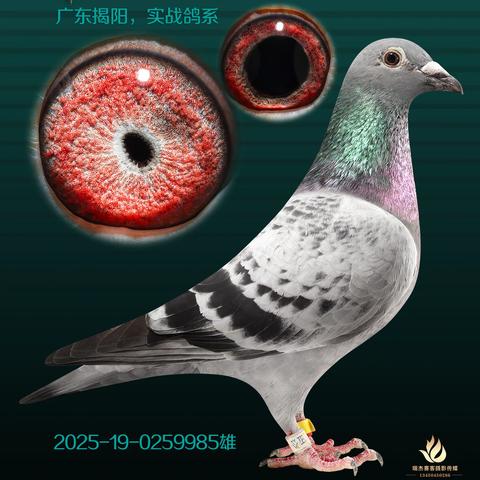 许旭腾种鸽35羽