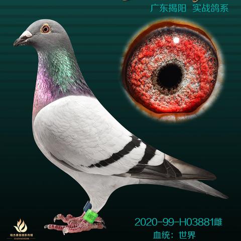 豪族赛鸽种鸽67羽
