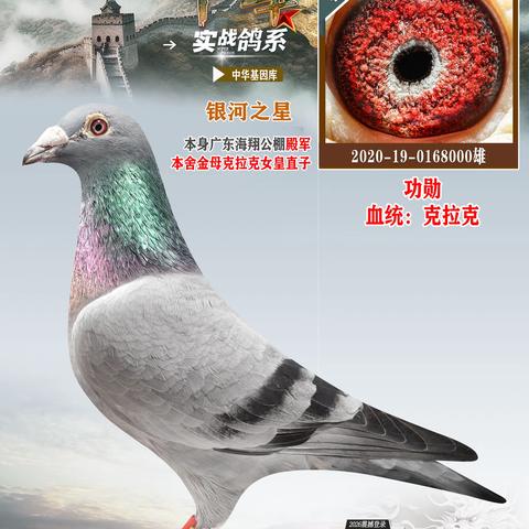 中华鸽系64羽种鸽