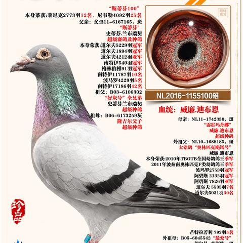 慧翔天启90羽种雄欣赏