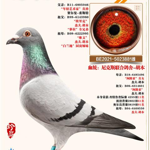 慧翔天启65羽种雌欣赏