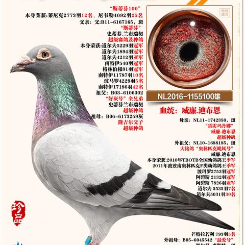 澜雨茗萱种雄90羽
