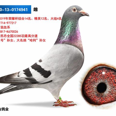 金三角鸽业46羽种鸽