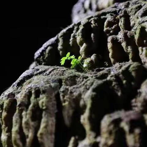 植爱心中——土豆种植观察记