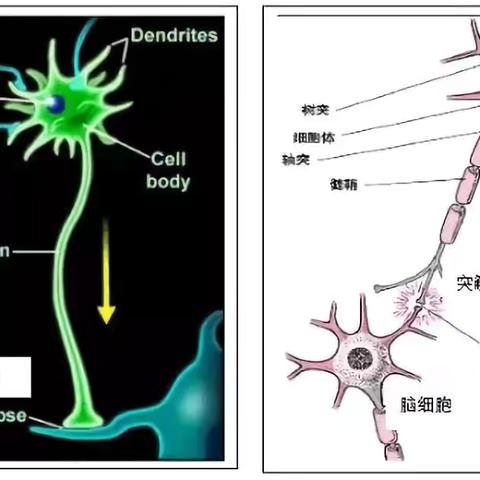 最新脑科学在学习中的应用