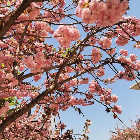 青春与樱花的碰撞 ——2022级6班