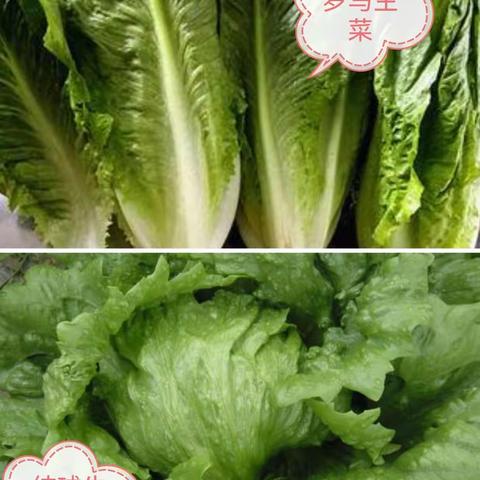 你好👋生菜宝宝🥬（ 小三班）