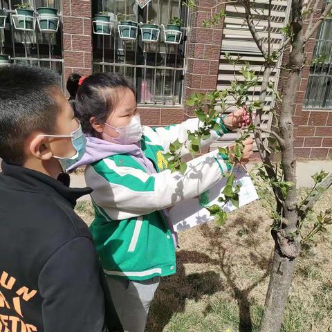 相约植树节～兰亭路小学活动