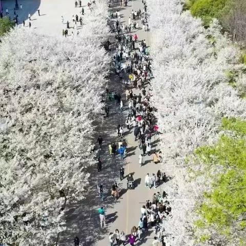 当樱花遇见雪花