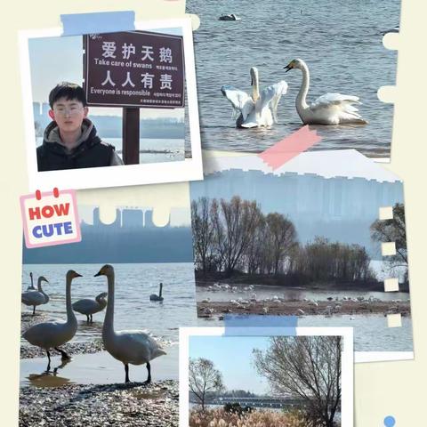 三门峡市第一小学六三班，走进天鹅湖湿地公园—，赴一场天鹅之约——“守护白天鹅”实践活动。