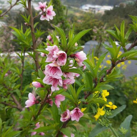 “暖春三月，花开如你”—记6.1班三月中队活动